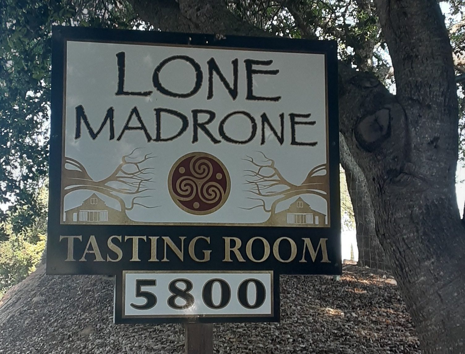 Lone Madrone
