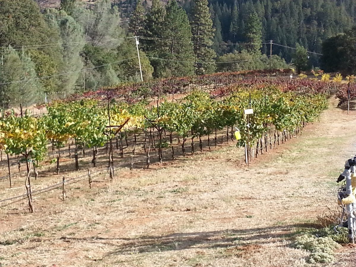 Miraflores Winery El Dorado County’s Most Colorful Winery Carolyn